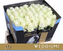 R Gr Avalanche Bernhard