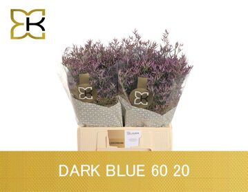 Lim Saf Dark Blue