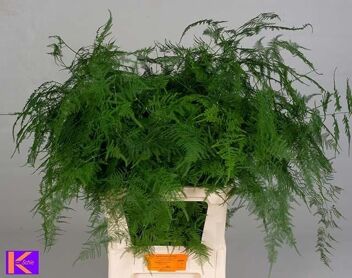 Asp Setac Lang Getopt