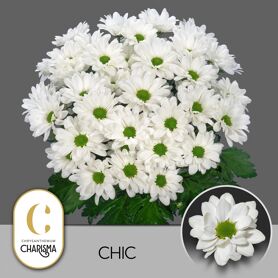 Chr T Chic