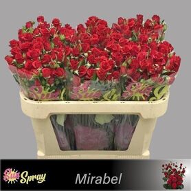 R Tr Mirabel