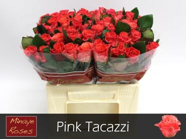 R Gr Pink Tacazzi+
