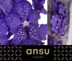 Vanda Ni Dark Blue