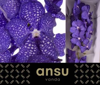 Vanda Ni Dark Blue