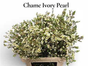 Chame Ivory Pearl