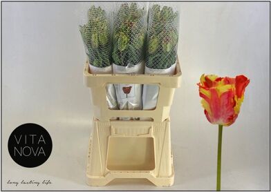 Tu Frankrijk Pa Flaming Parrot