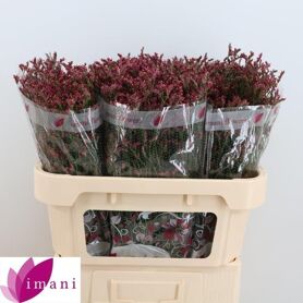 Lim Sin Scarlet Dia