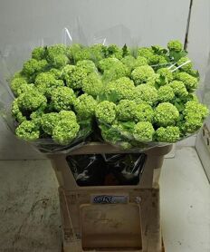 Viburnum Roseum St 4