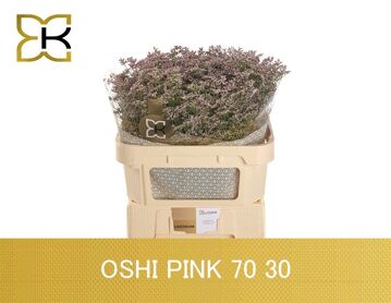 Lim Saf Oshi Pink