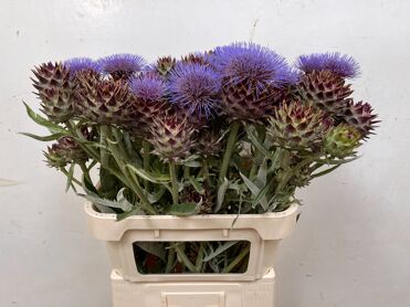 Cynara Cardunculus
