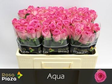 R Gr Aqua!