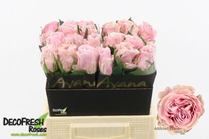 R Gr Addicted 2 Love