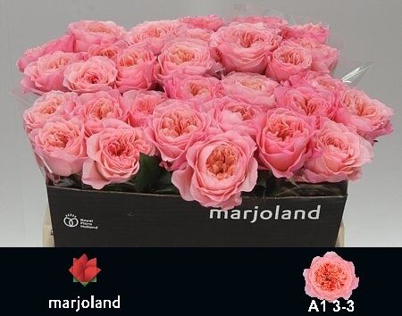 R Gr Mayfield!