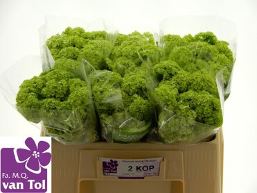 Viburnum Roseum St 2