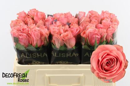 Rosa Large Flowered Feruza@