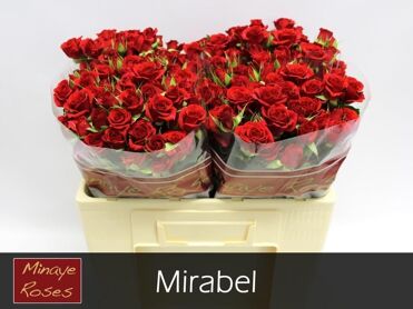 R Tr Mirabel