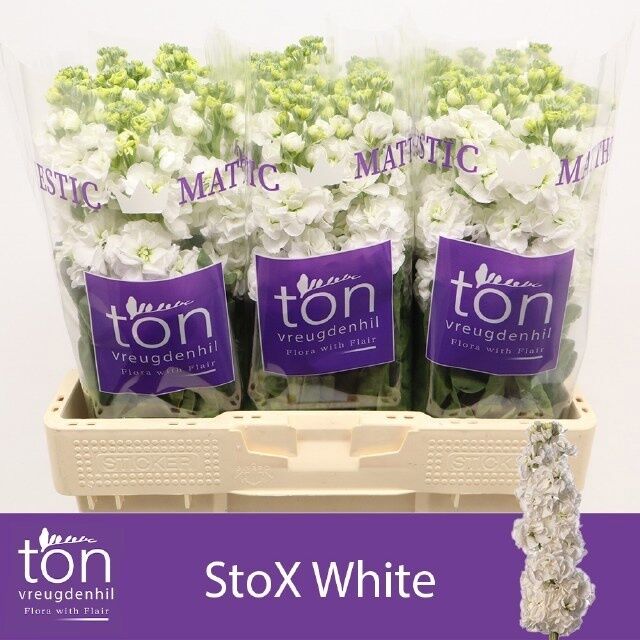 Matth Stox White
