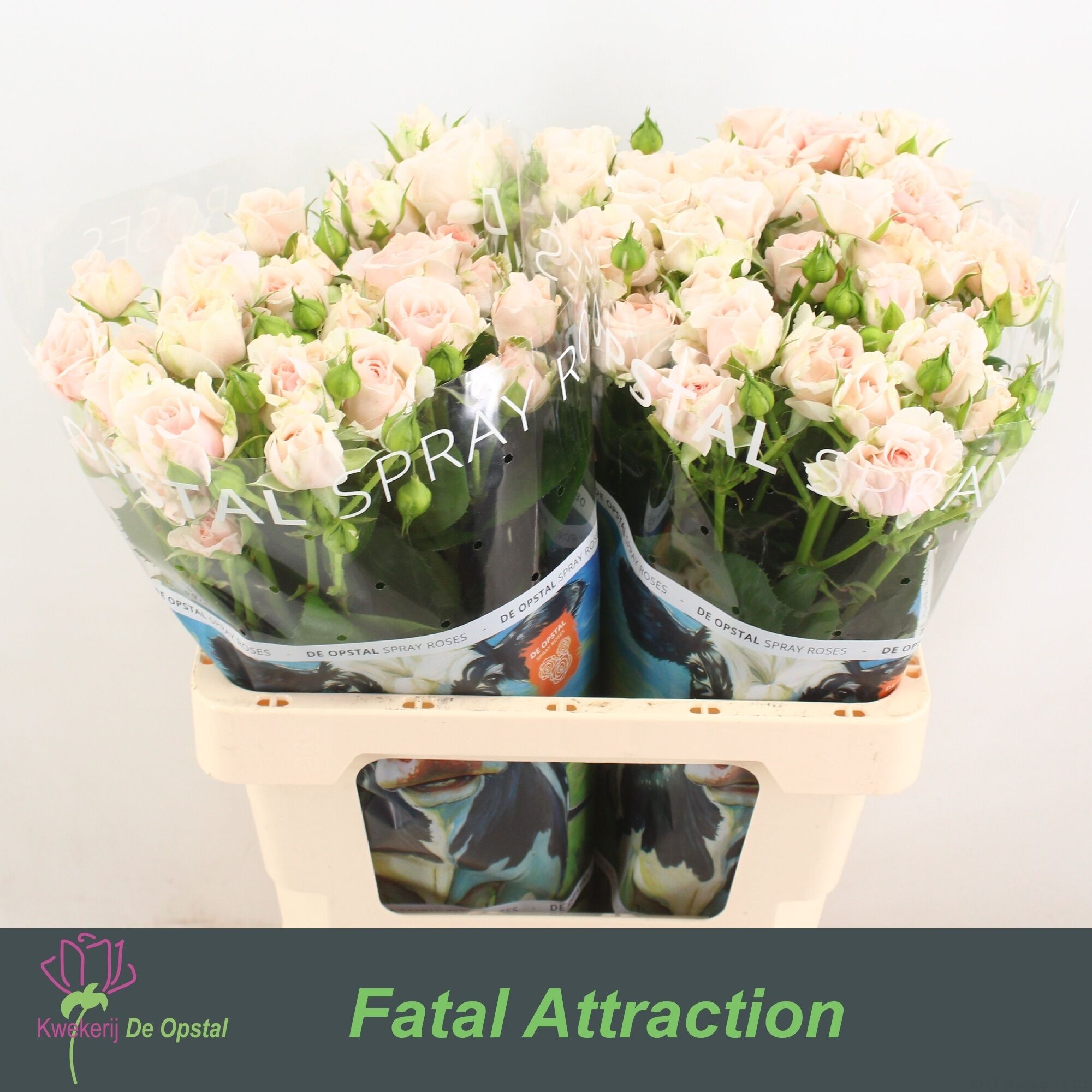 R Tr Rlm Fatal Attra