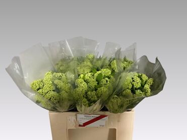 Viburnum Roseum St 2