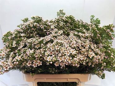 Chame Un Jupite Moon