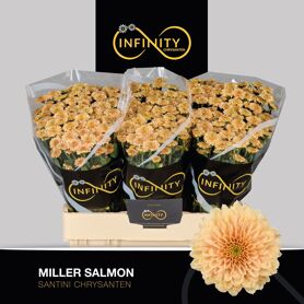 Chr S Miller Salmon
