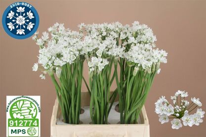 Allium Flocon