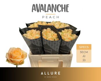 R Gr Avalanche Peach