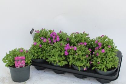 Aubr Rose Queen