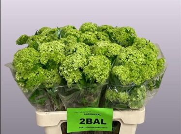 Viburnum Roseum St
