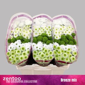 Chr S Gem Breezemix