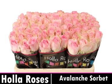 R Gr Avalanche Sorb+
