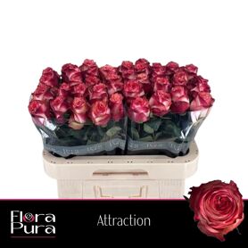 R Gr Attraction