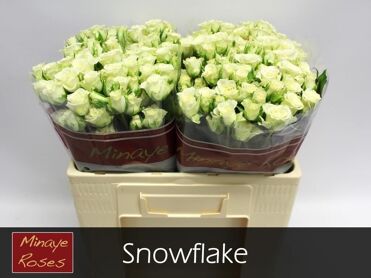 R Tr Snowflake