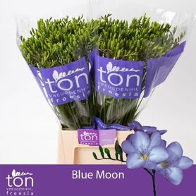Fr En Blue Moon