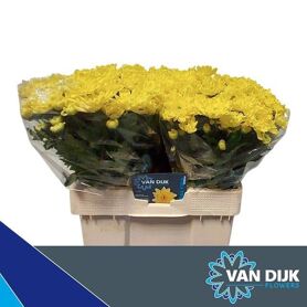 Chr Aqua Baltica Yellow