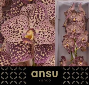 Vanda Su Oce Sangria