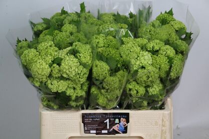 Viburnum Roseum St 1/2