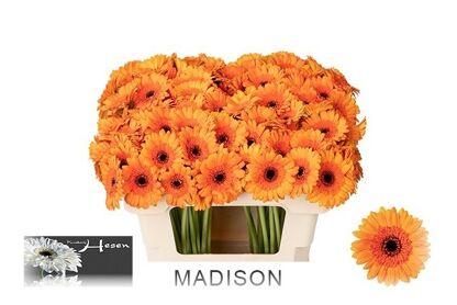 Ge Mi Madison