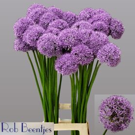 Allium Gladiator Ex