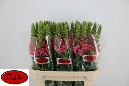 Antir Nl Antibes Rose Ex