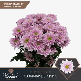 Chr T Commander Pink