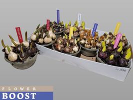 Bolbloemen Gem