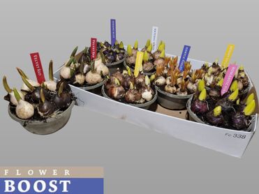 Bolbloemen Gem