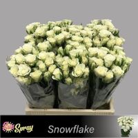 R Tr Snowflake