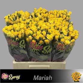 R Tr Mariah