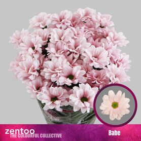 Chrysanthemum (indicum Grp) Spray Babe