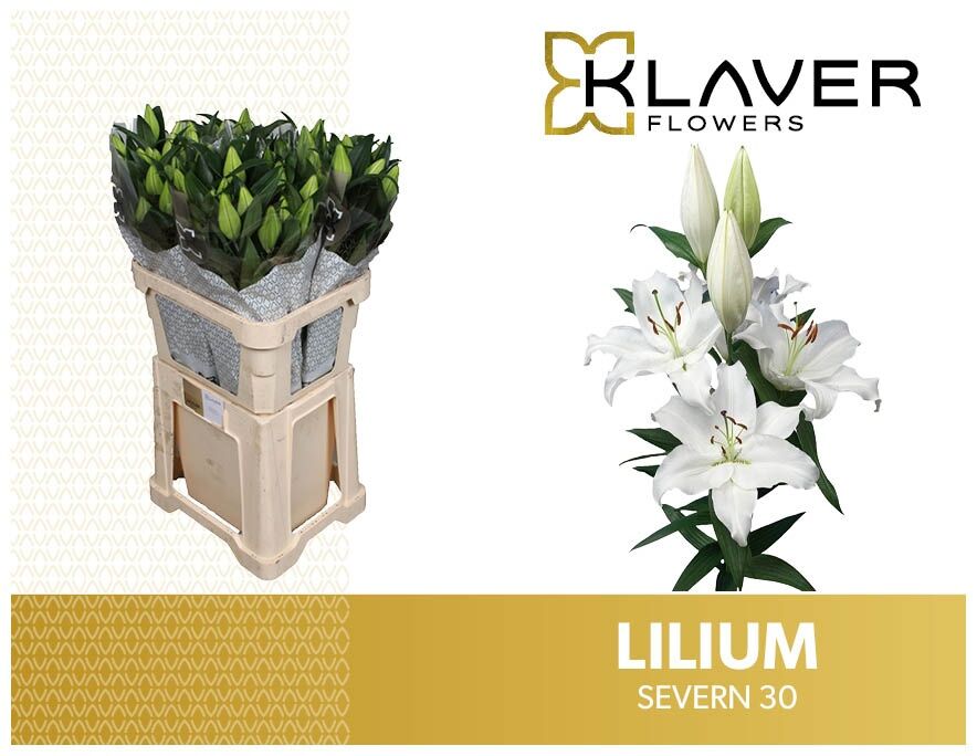 Li Or Severn