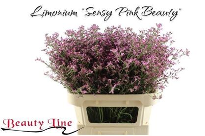 Lim Sin Sen Pink Beauty