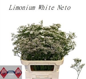 Lim White Neto