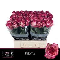 R Gr Paloma